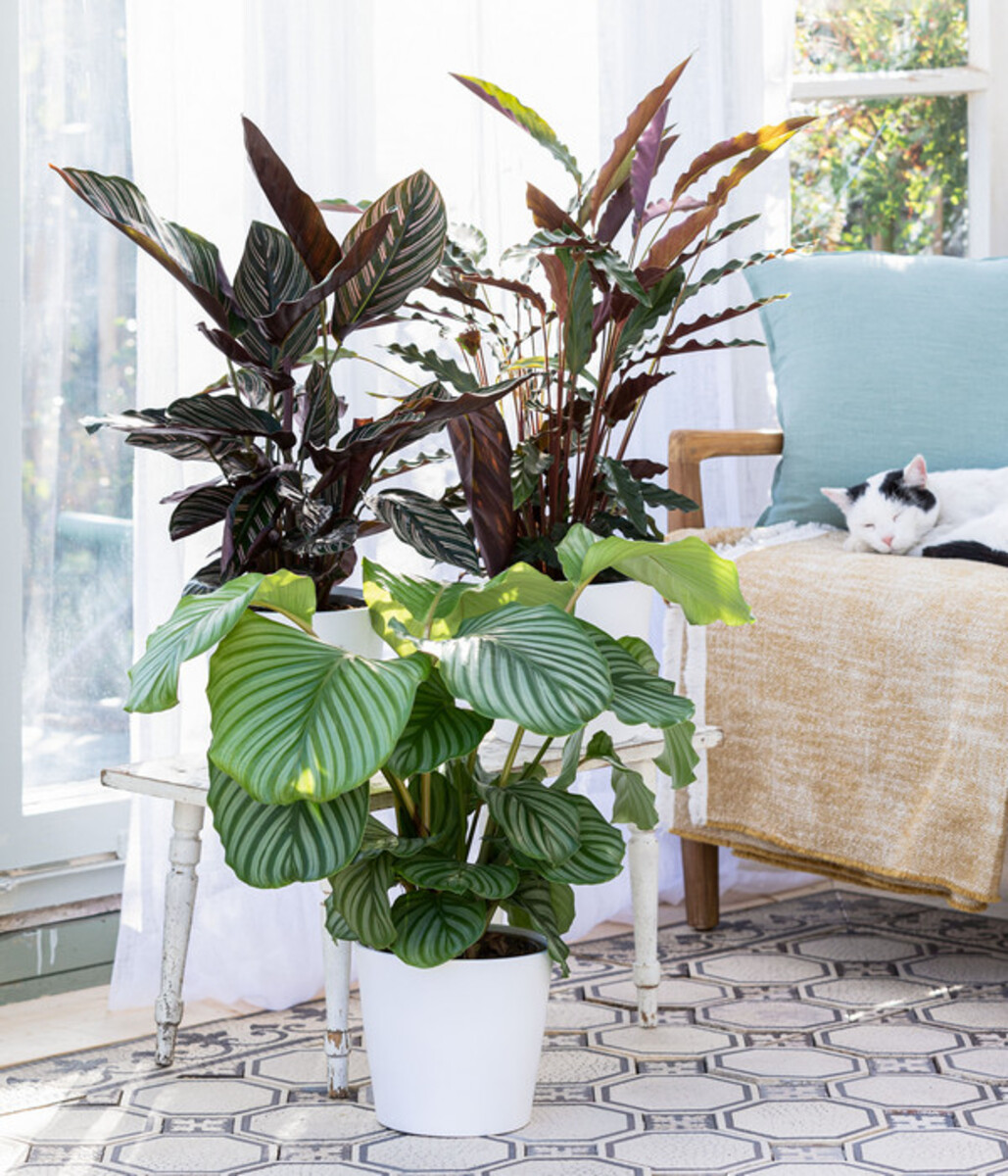 Bild 3 von Korbmarante - Calathea orbifolia