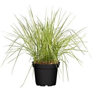 GROW by OBI Buntes Reitgras "Overdam" Topf-Ø ca. 19 cm Calamagrostis acutiflora