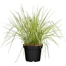 Bild 1 von GROW by OBI Buntes Reitgras "Overdam" Topf-Ø ca. 19 cm Calamagrostis acutiflora