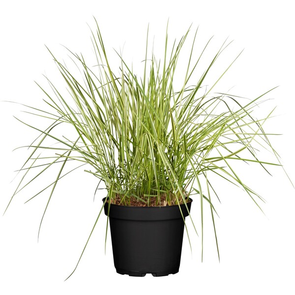 Bild 1 von GROW by OBI Buntes Reitgras "Overdam" Topf-Ø ca. 19 cm Calamagrostis acutiflora