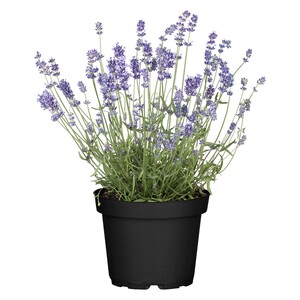 Lavendel Topf-Ø ca. 17 cm "Lavandula Angustifolia" ca. 15 cm