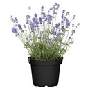 Bild 1 von Lavendel Topf-Ø ca. 17 cm "Lavandula Angustifolia" ca. 15 cm