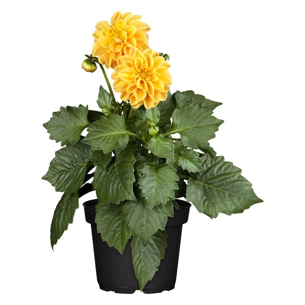 Bild 1 von Garten-Dahlie Topf-Ø ca. 13 cm Dahlia Hybride