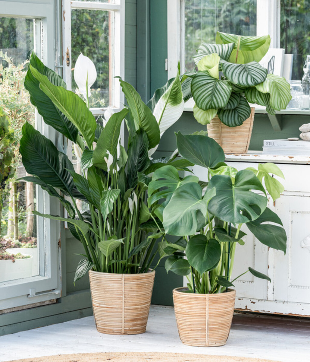 Bild 2 von Korbmarante - Calathea orbifolia