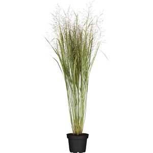 GROW by OBI Ruten-Hirse "Northwind" Topf-Ø ca. 19 cm Dekogras Panicum virgatum