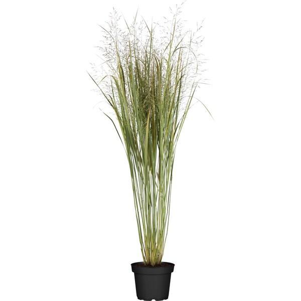 Bild 1 von GROW by OBI Ruten-Hirse "Northwind" Topf-Ø ca. 19 cm Dekogras Panicum virgatum