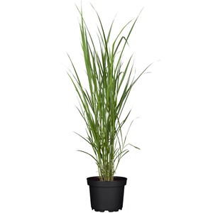 GROW by OBI Chinaschilf Topf-Ø ca. 19 Dekogras Miscanthus giganteus