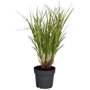 GROW by OBI Zebraschilf "Strictus" Topf-Ø ca. 19 cm Dekogras Miscanthus sinensis