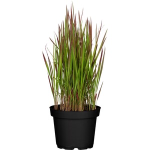 GROW by OBI Japanisches Blutgras "Red Baron" Braunrot Topf-Ø ca. 19 cm Imperata