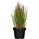 Bild 1 von GROW by OBI Japanisches Blutgras "Red Baron" Braunrot Topf-Ø ca. 19 cm Imperata