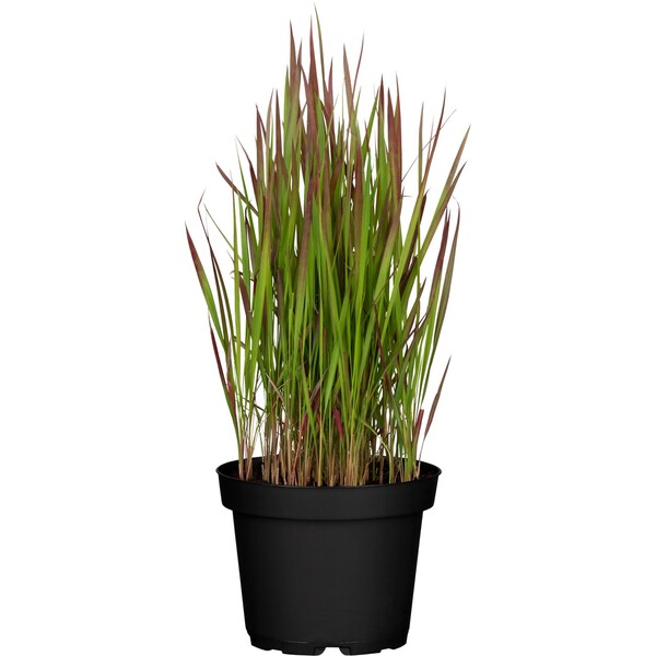 Bild 1 von GROW by OBI Japanisches Blutgras "Red Baron" Braunrot Topf-Ø ca. 19 cm Imperata