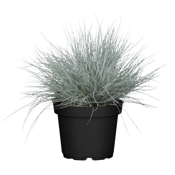 Bild 1 von GROW by OBI Blauschwingel "Cool as Ice" Topf-Ø ca. 19 cm Dekogras Festuca glauca