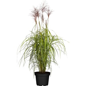 GROW by OBI Chinaschilf "Red Chief" Topf-Ø ca.19 cm Dekogras Miscanthus sinensis