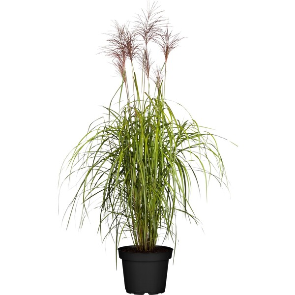 Bild 1 von GROW by OBI Chinaschilf "Red Chief" Topf-Ø ca.19 cm Dekogras Miscanthus sinensis