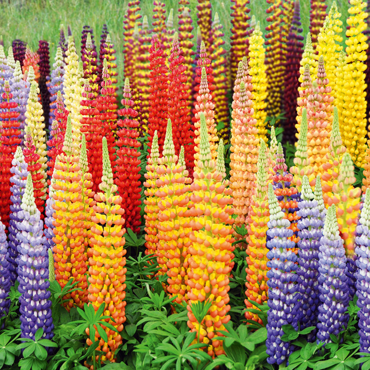 Bild 2 von Riesen-Lupinen-Busch