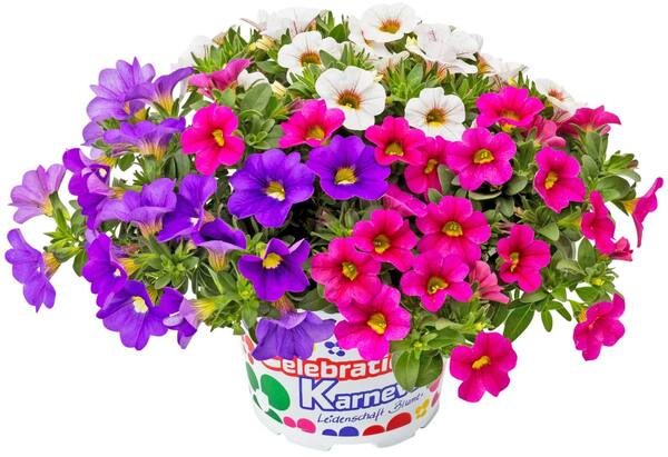 Bild 2 von Blühpflanzen