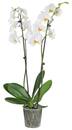 Bild 3 von Orchidee