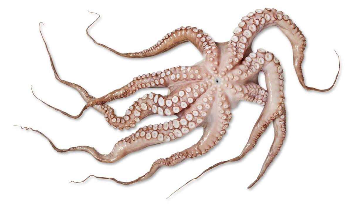 Bild 1 von Tintenfisch, 100 g