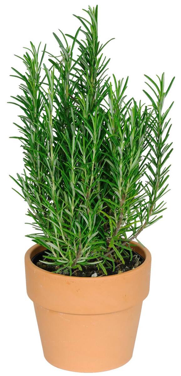 Bild 1 von Ital. Kräuter in Terrakotta