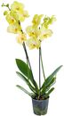 Bild 2 von Orchidee