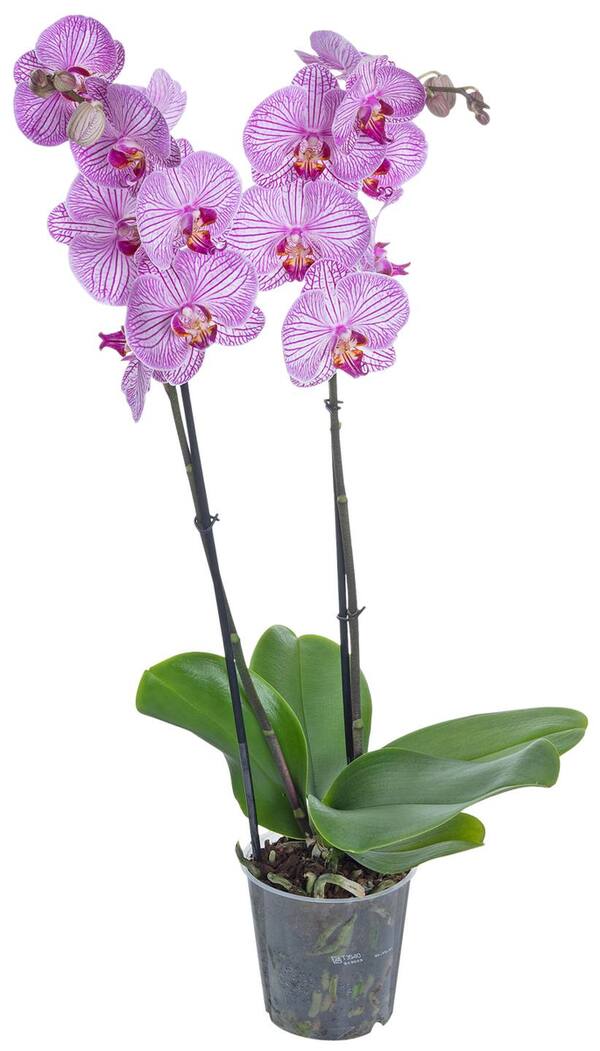 Bild 4 von Orchidee