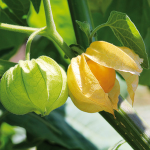 Physalis − Kapstachelbeere