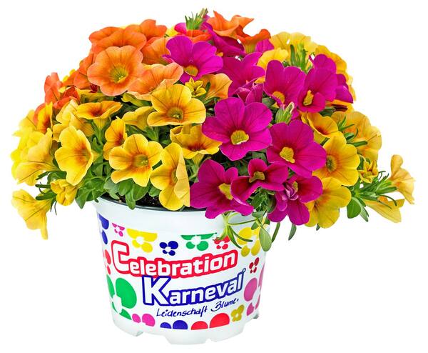 Bild 3 von Blühpflanzen