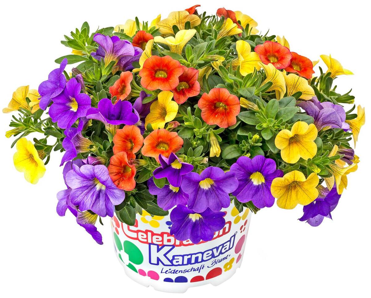 Bild 1 von Blühpflanzen