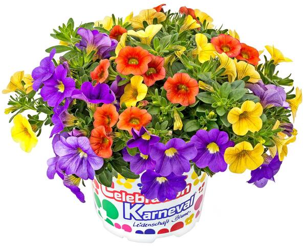 Bild 1 von Blühpflanzen