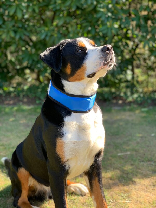 Bild 1 von Hunde-Kühlhalsband variabel verschließbar durch Klettverschluss