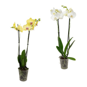 GARDENLINE Phalaenopsis