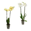 Bild 1 von GARDENLINE Phalaenopsis