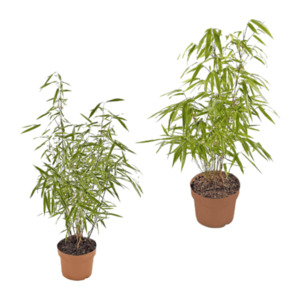 GARDENLINE Bambus