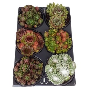 Sempervivum-Arrangements, 6er-Tray