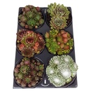 Bild 1 von Sempervivum-Arrangements, 6er-Tray