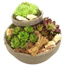 Bild 4 von Sempervivum-Arrangements