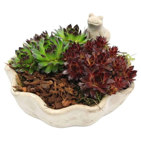 Bild 1 von Sempervivum-Arrangements