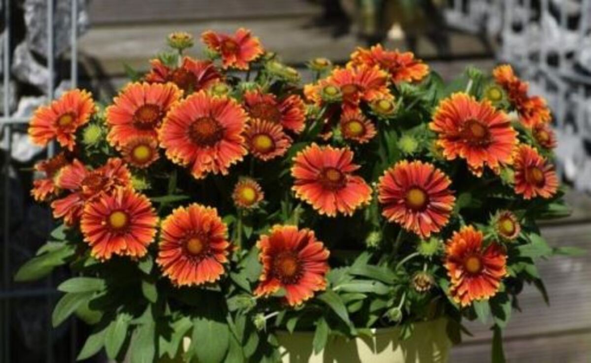 Bild 1 von Kokardenblume Gaillardia 13 cm Topf