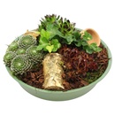 Bild 2 von Sempervivum-Arrangements