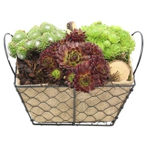 Sempervivum-Arrangements