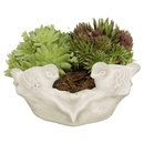 Bild 1 von Sempervivum-Arrangements