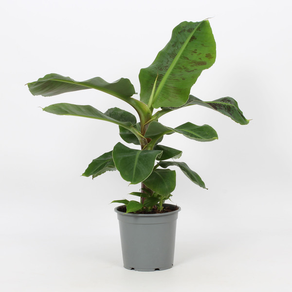 Bild 1 von Musa Tropicana Bananenpflanze ca. 70 - 90 cm hoch 19 cm Topf