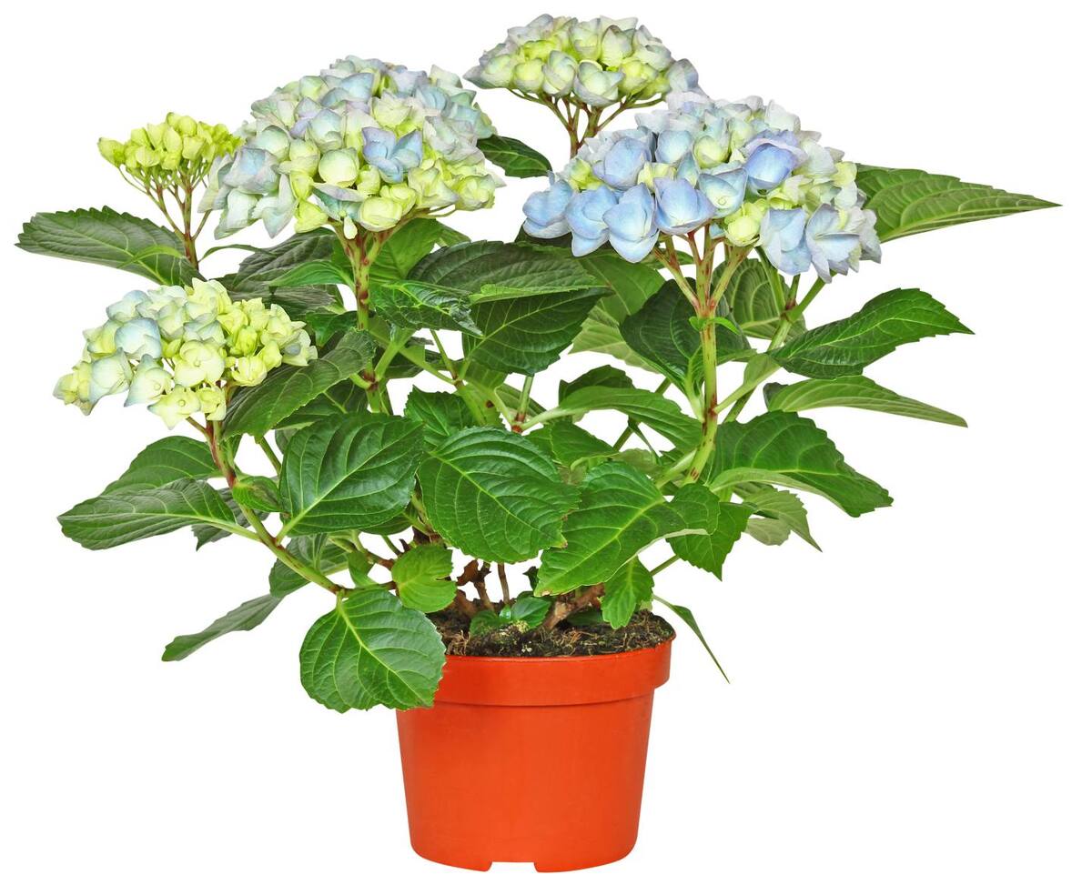 Bild 1 von Hortensie