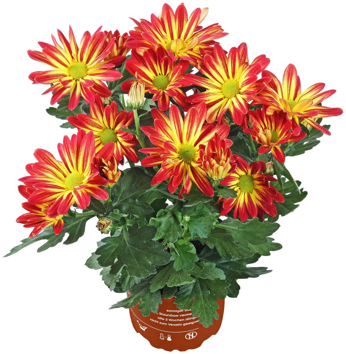 Bild 4 von Chrysantheme