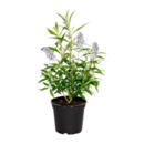 Bild 2 von GARDENLINE Sommerflieder „Summer Teens“