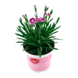 GARDENLINE Dianthus „Pink Kisses“