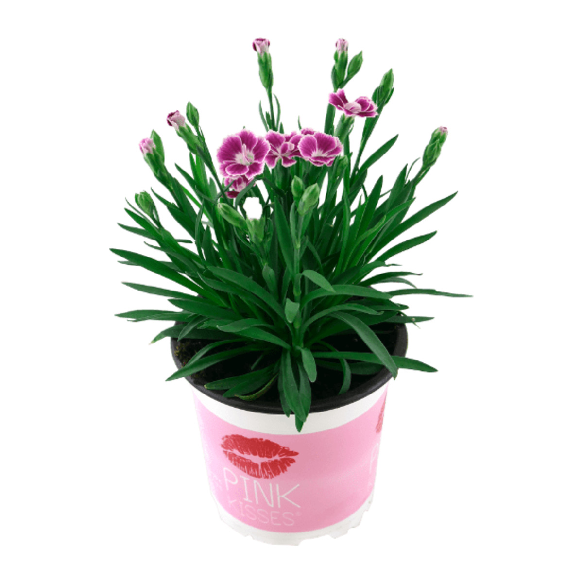 Bild 1 von GARDENLINE Dianthus „Pink Kisses“