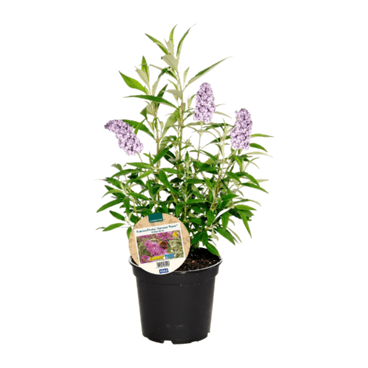 Bild 4 von GARDENLINE Sommerflieder „Summer Teens“