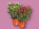 Bild 1 von Oleander, 
         Topf