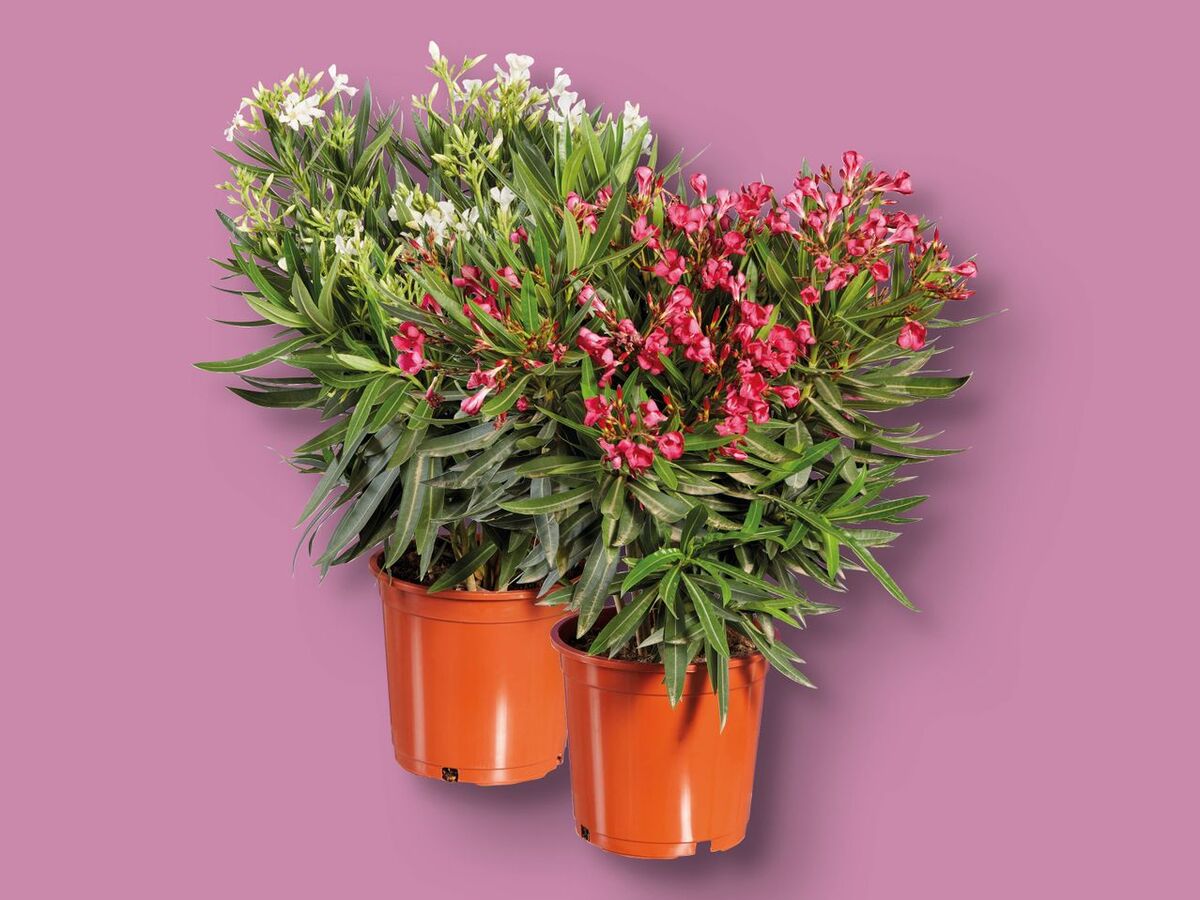 41+ Oleander Kaufen Lidl, Entdecken sie jetzt das großartige